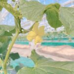 胡瓜の黄色い花