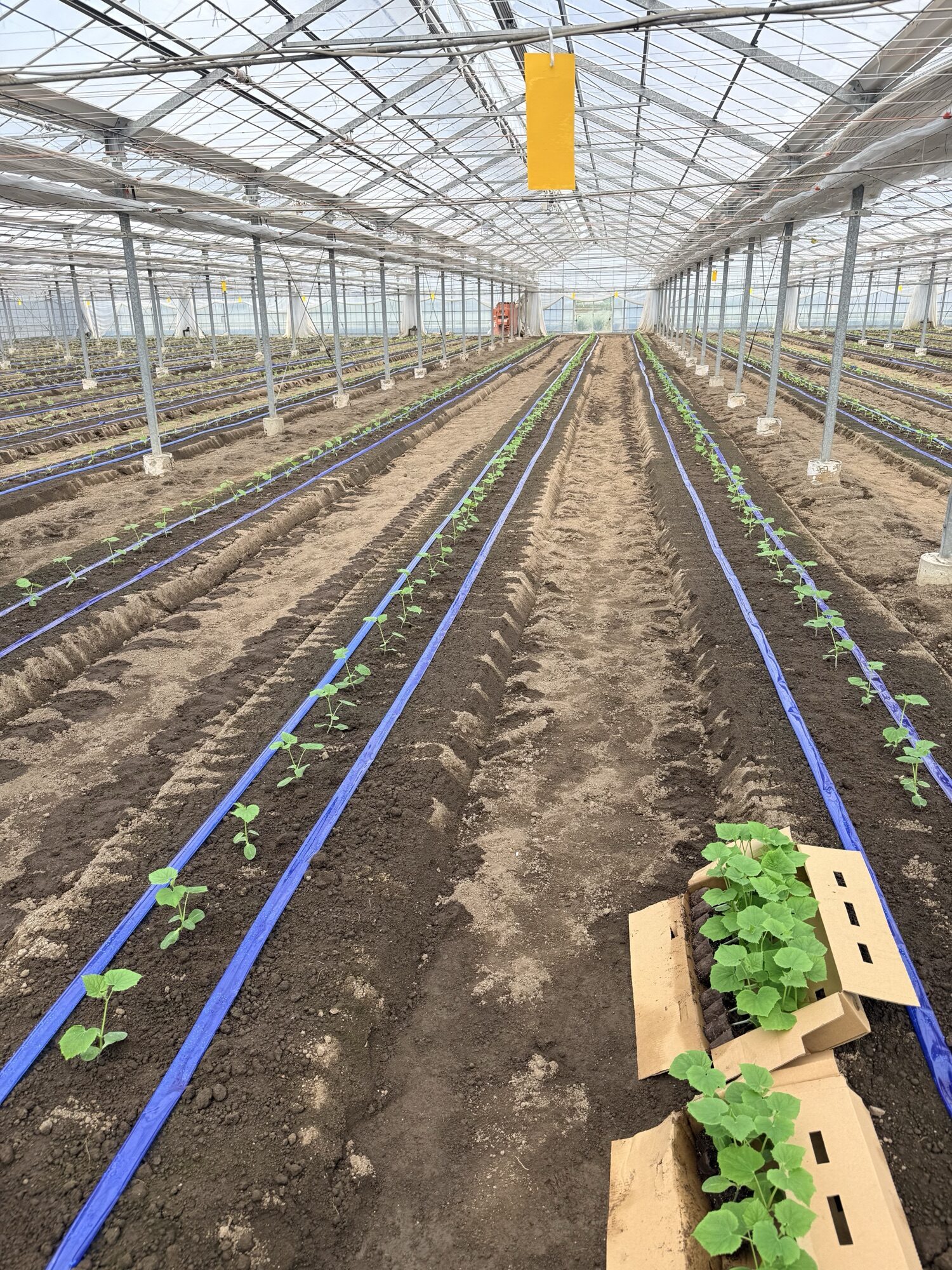 定植を終えたハウスと秋作きゅうりの苗