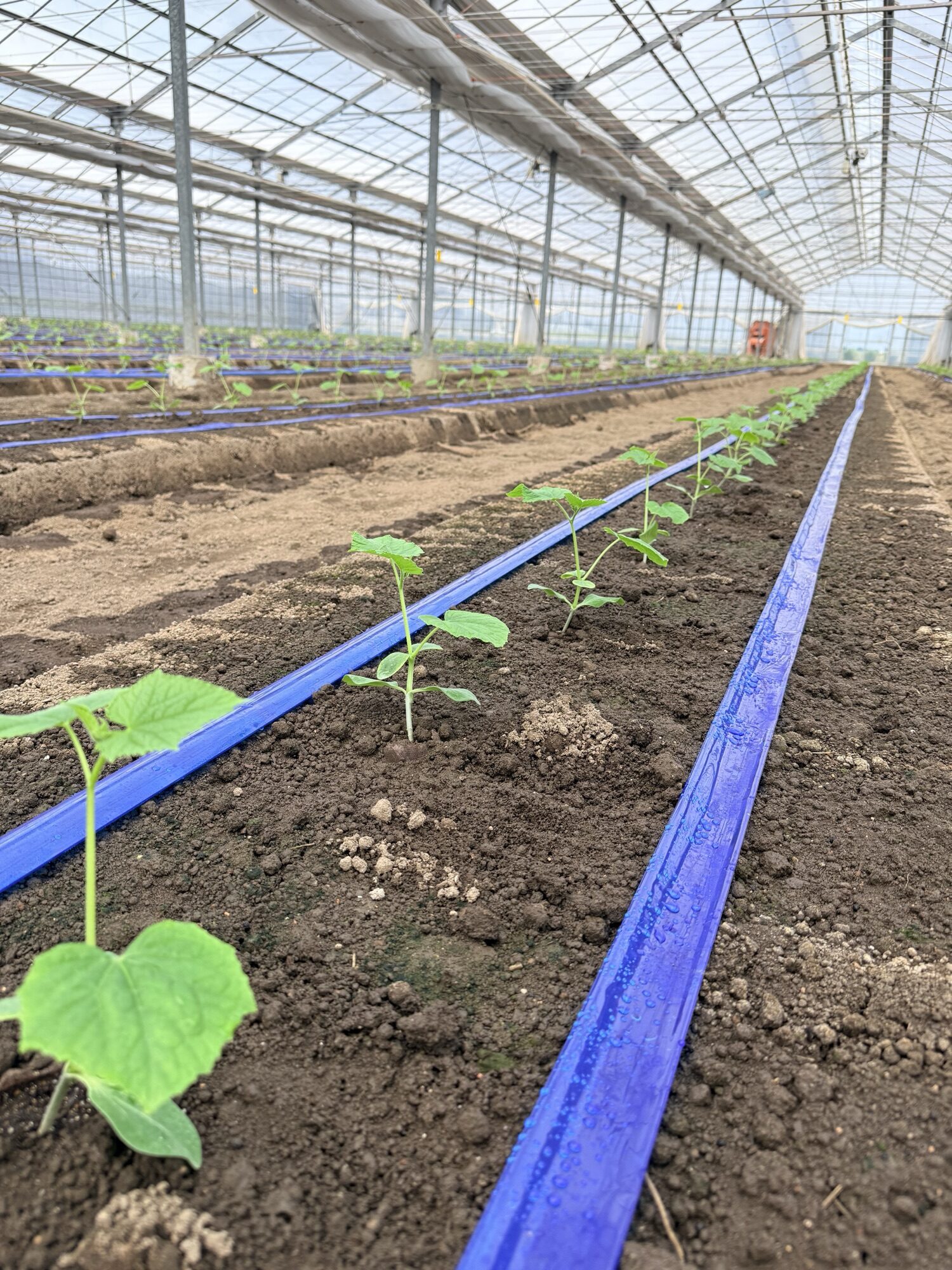潅水チューブの敷かれた畝と定植直後のきゅうりの苗